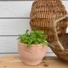 THE PLANT SOCIETY Mizuna (CLICK & COLLECT And LOCAL DELIVERY IN MELBOURNE ONLY) Balcony & Courtyard Plants