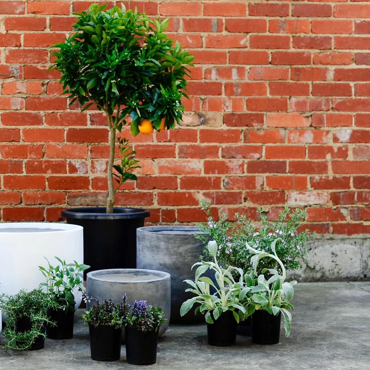 Large Planters Urban & Contemporary Collections By The Plant Society 13 Large Planters Urban & Contemporary Collections By The Plant Society