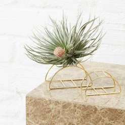 THE PLANT SOCIETY Plant Care Brass Taco Stand By Ivy Muse