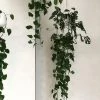 THE PLANT SOCIETY Raw Earth Hanging Planters By Angus & Celeste