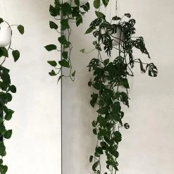 THE PLANT SOCIETY Raw Earth Hanging Planters By Angus & Celeste
