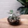 THE PLANT SOCIETY Melba Gully Terrarium (CLICK & COLLECT And LOCAL DELIVERY IN SYDNEY ONLY)