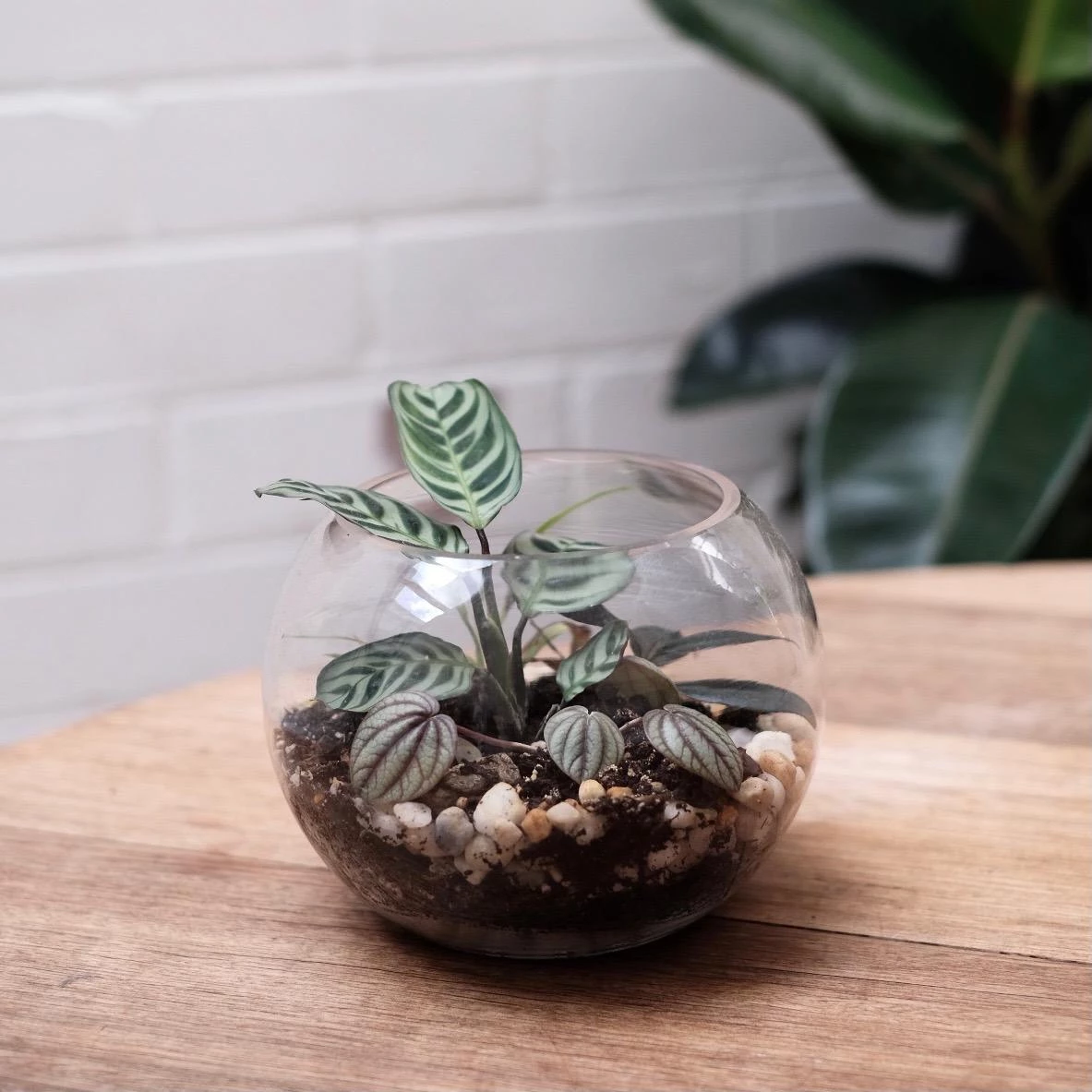 THE PLANT SOCIETY Melba Gully Terrarium (CLICK & COLLECT And LOCAL DELIVERY IN SYDNEY ONLY) 3 THE PLANT SOCIETY Melba Gully Terrarium (CLICK & COLLECT And LOCAL DELIVERY IN SYDNEY ONLY)