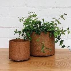 THE PLANT SOCIETY Ochre Drift Planter By Arcadia Scott