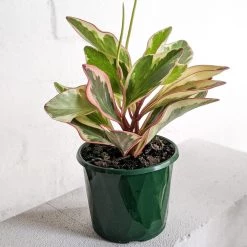 THE PLANT SOCIETY Peperomia 'Clusiifloria Jelly' Easy Care Plants