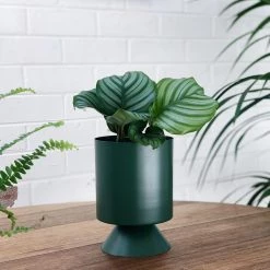 THE PLANT SOCIETY Small Palm Springs Planter By Lightly Metal Planters
