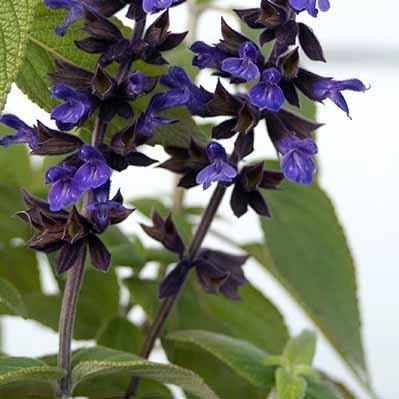 THE PLANT SOCIETY Salvia 'Anthony Parker' 4 THE PLANT SOCIETY Salvia 'Anthony Parker'