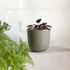 THE PLANT SOCIETY Grey Flowerpot All Planters