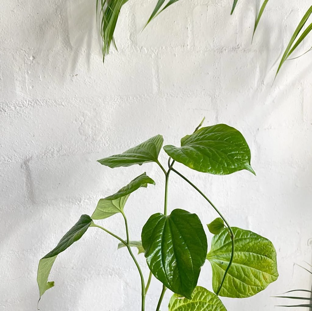 THE PLANT SOCIETY Betel Pepper Plant (Piper Sarmentosum) 4 THE PLANT SOCIETY Betel Pepper Plant (Piper Sarmentosum)