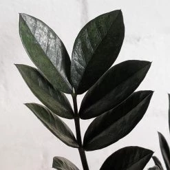 THE PLANT SOCIETY Easy Care Plants Zamioculcas Zamifolia 'Jungle Warrior' (Zanzibar Gem) 7 THE PLANT SOCIETY Easy Care Plants Zamioculcas Zamifolia 'Jungle Warrior' (Zanzibar Gem)