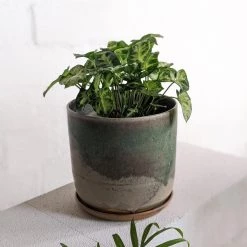 THE PLANT SOCIETY Pixie Arrowhead Plant (Syngonium Podophyllum 'Pixie')