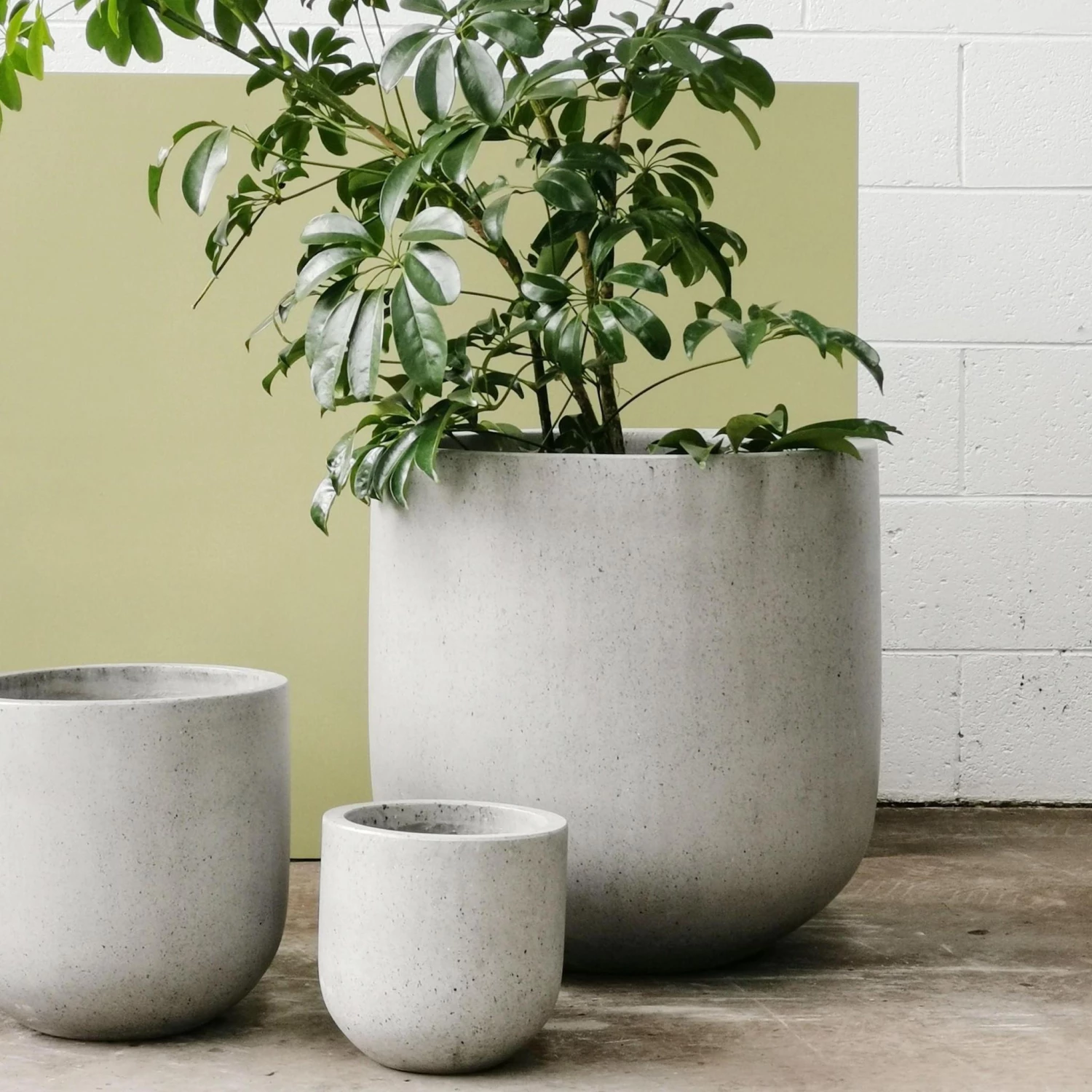 THE PLANT SOCIETY Patio Planter Large Planters 6 THE PLANT SOCIETY Patio Planter Large Planters