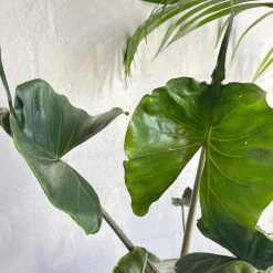 THE PLANT SOCIETY Alocasia Stingray