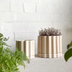 THE PLANT SOCIETY Pink Panther (Callisia Repens) Easy Care Plants