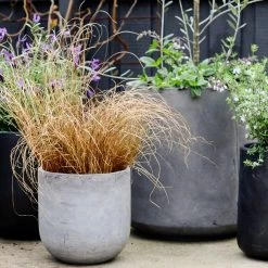 THE PLANT SOCIETY ONLINE OUTPOST U-Planter