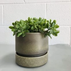 THE PLANT SOCIETY Ruffle Jade (Crassula Undulata)
