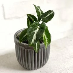 THE PLANT SOCIETY Green Velvet Arrowhead Plant (Syngonium Podophyllum Wendlandii) Plants For Bright Light