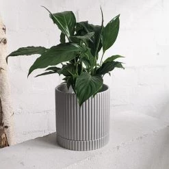 THE PLANT SOCIETY Easy Care Plants Peace Lily (Spathiphyllum) 13 THE PLANT SOCIETY Easy Care Plants Peace Lily (Spathiphyllum)