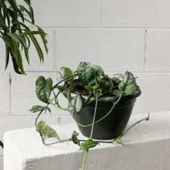 THE PLANT SOCIETY Swiss Cheese Plant (Monstera Siltepecana) All Plants