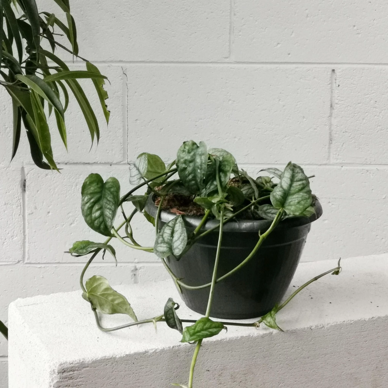 THE PLANT SOCIETY Swiss Cheese Plant (Monstera Siltepecana) All Plants 4 THE PLANT SOCIETY Swiss Cheese Plant (Monstera Siltepecana) All Plants