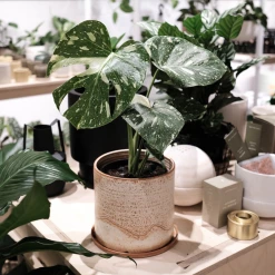 THE PLANT SOCIETY Easy Care Plants Variegated Monstera (Monstera Deliciosa 'thai Constellation') 9 THE PLANT SOCIETY Easy Care Plants Variegated Monstera (Monstera Deliciosa 'thai Constellation')