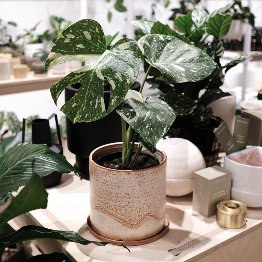 THE PLANT SOCIETY Easy Care Plants Variegated Monstera (Monstera Deliciosa 'thai Constellation') 6 THE PLANT SOCIETY Easy Care Plants Variegated Monstera (Monstera Deliciosa 'thai Constellation')