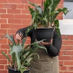 THE PLANT SOCIETY Elkhorn Fern (Platycerium Bifurcatum) Easy Care Plants