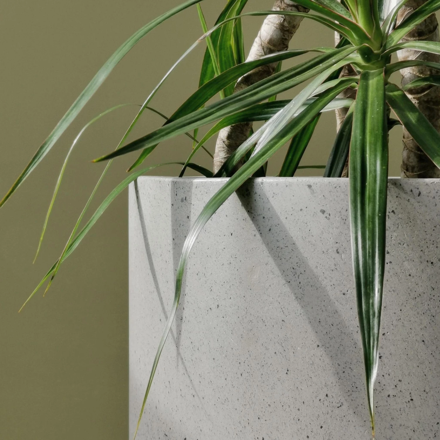 THE PLANT SOCIETY Large Planters Poolside Planter 4 THE PLANT SOCIETY Large Planters Poolside Planter