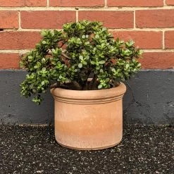 THE PLANT SOCIETY Crassula Ovata 'Minima'