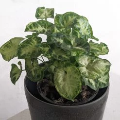 THE PLANT SOCIETY Pixie Arrowhead Plant (Syngonium Podophyllum 'Pixie')