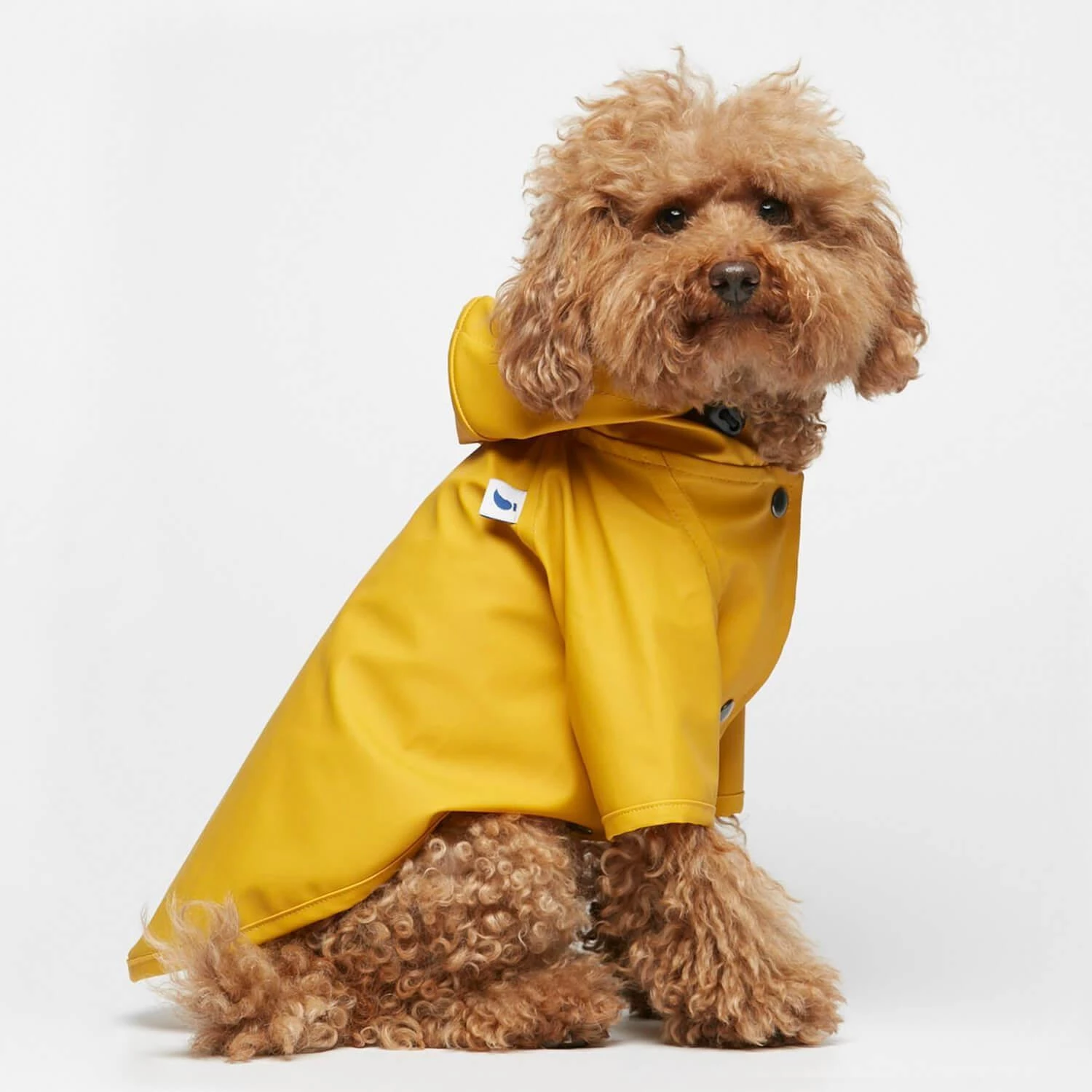 THE PLANT SOCIETY Sarah Dog Raincoat In Plain Spectra Yellow By The Painter's Wife All Homewares 4 THE PLANT SOCIETY Sarah Dog Raincoat In Plain Spectra Yellow By The Painter's Wife All Homewares