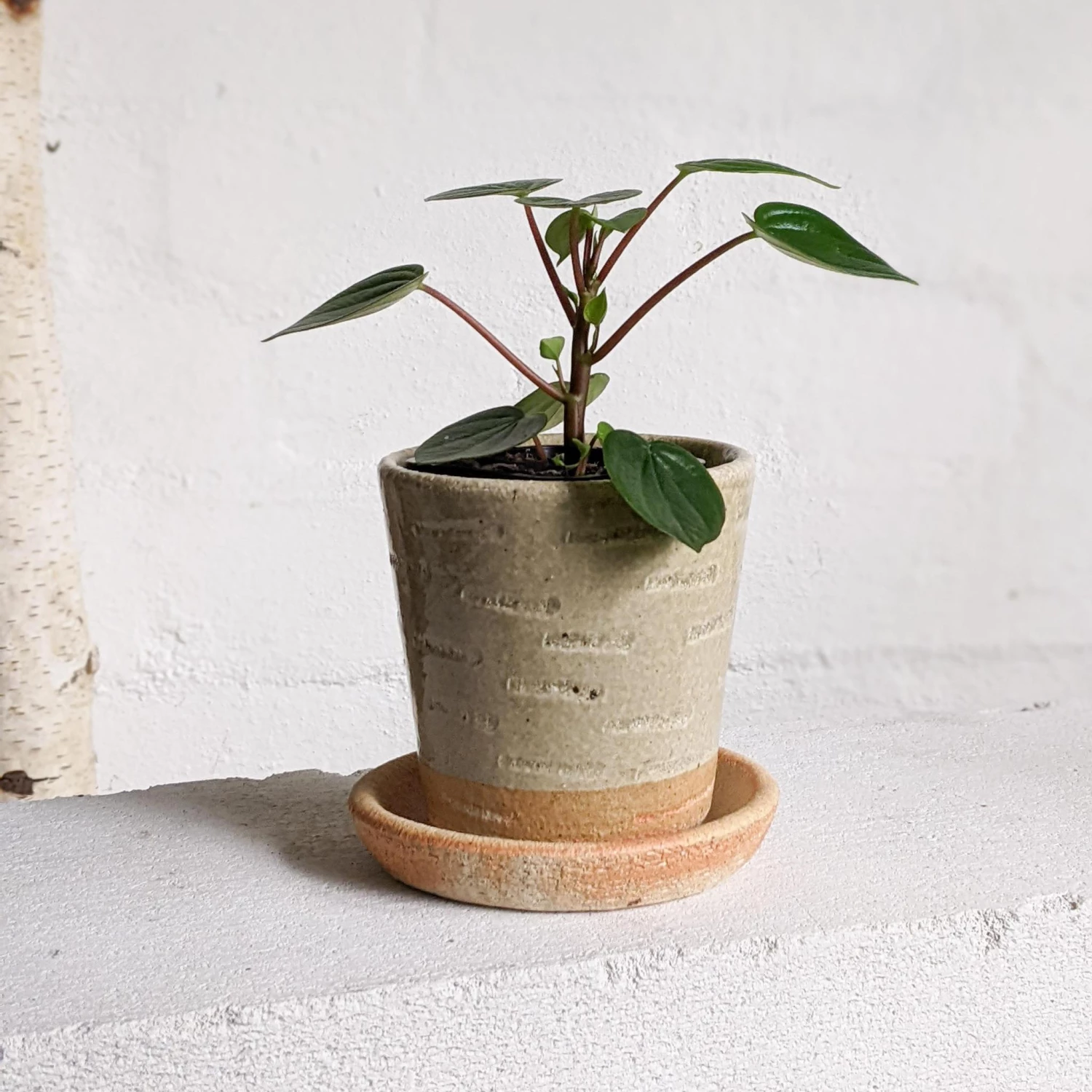 THE PLANT SOCIETY Stony Lime Planter By Sandra Bowkett All Planters 5 THE PLANT SOCIETY Stony Lime Planter By Sandra Bowkett All Planters