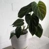 THE PLANT SOCIETY Philodendron Hybrid 'Melanochrysum X Verrucosum' Medium Care Plants
