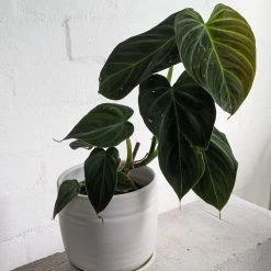 THE PLANT SOCIETY Philodendron Hybrid 'Melanochrysum X Verrucosum' Medium Care Plants