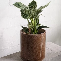 THE PLANT SOCIETY All Planters Sandy Bench Planter By Jenn Johnston