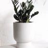 THE PLANT SOCIETY Easy Care Plants Zamioculcas Zamifolia 'Jungle Warrior' (Zanzibar Gem) 2 THE PLANT SOCIETY Easy Care Plants Zamioculcas Zamifolia 'Jungle Warrior' (Zanzibar Gem)