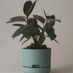 THE PLANT SOCIETY Small Planters Self Watering Planter 170mm By Mr Kitly