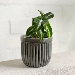 THE PLANT SOCIETY Green Velvet Arrowhead Plant (Syngonium Podophyllum Wendlandii) Plants For Bright Light