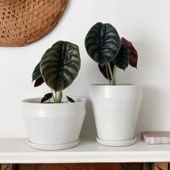 THE PLANT SOCIETY Alocasia 'Red Secret' (Alocasia Cuprea) Medium Care Plants