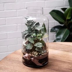 THE PLANT SOCIETY Melba Gully Terrarium (CLICK & COLLECT And LOCAL DELIVERY IN SYDNEY ONLY) 7 THE PLANT SOCIETY Melba Gully Terrarium (CLICK & COLLECT And LOCAL DELIVERY IN SYDNEY ONLY)