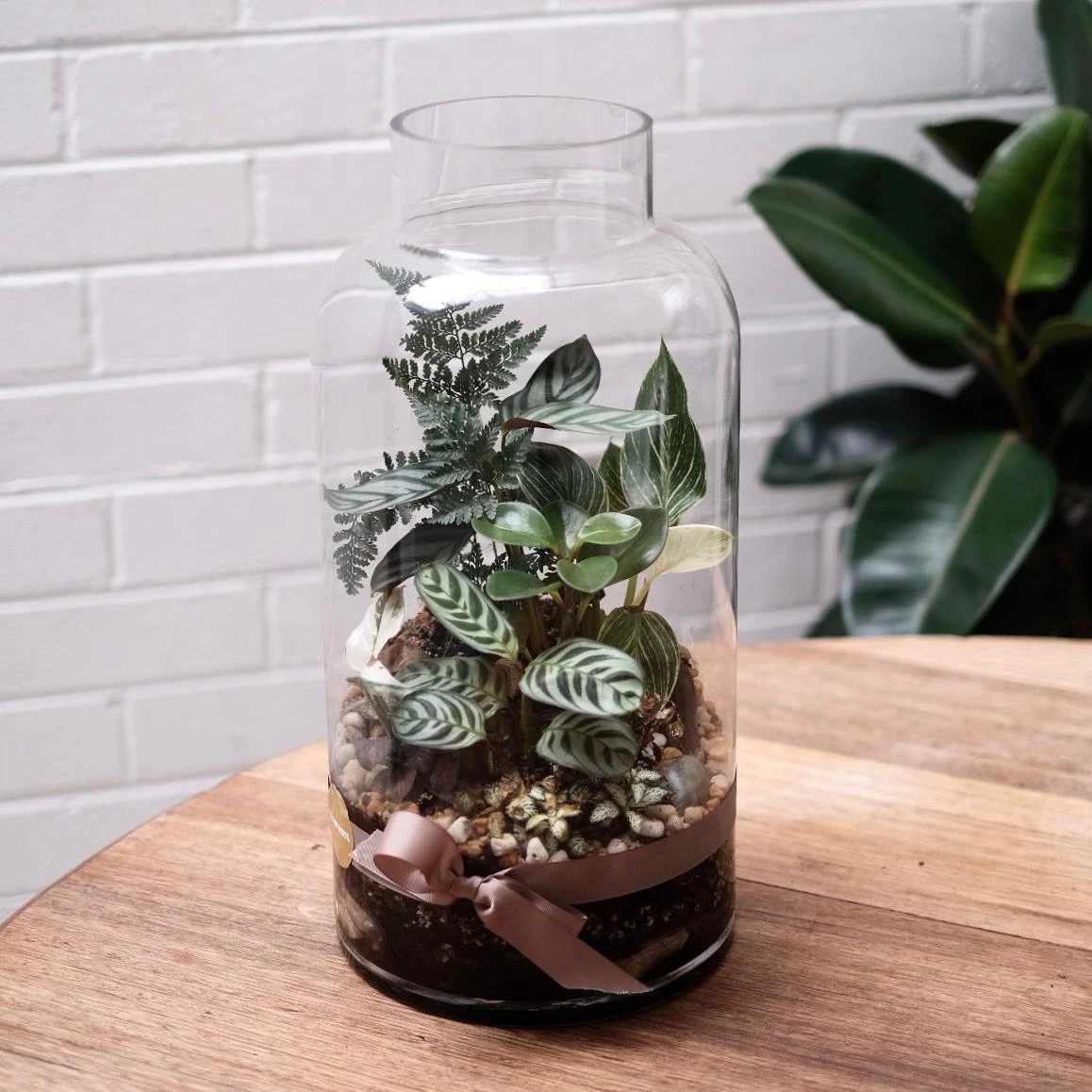 THE PLANT SOCIETY Melba Gully Terrarium (CLICK & COLLECT And LOCAL DELIVERY IN SYDNEY ONLY) 5 THE PLANT SOCIETY Melba Gully Terrarium (CLICK & COLLECT And LOCAL DELIVERY IN SYDNEY ONLY)