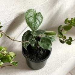 THE PLANT SOCIETY Satin Pothos (Scindapsus Pictus Morning 'Silver Satin')