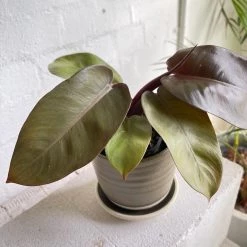 THE PLANT SOCIETY Congo Philodendron (Philodendron Rojo Congo)