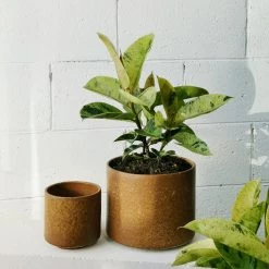 THE PLANT SOCIETY Ochre Drift Planter By Arcadia Scott