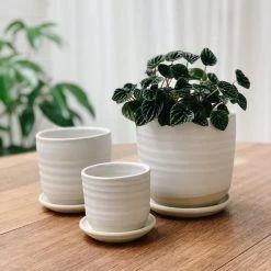 THE PLANT SOCIETY Straight Planter By Katherine Mahoney All Planters