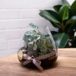 THE PLANT SOCIETY Melba Gully Terrarium (CLICK & COLLECT And LOCAL DELIVERY IN SYDNEY ONLY)
