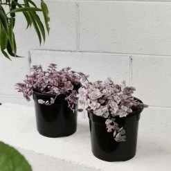 THE PLANT SOCIETY Pink Panther (Callisia Repens) Easy Care Plants 8 THE PLANT SOCIETY Pink Panther (Callisia Repens) Easy Care Plants