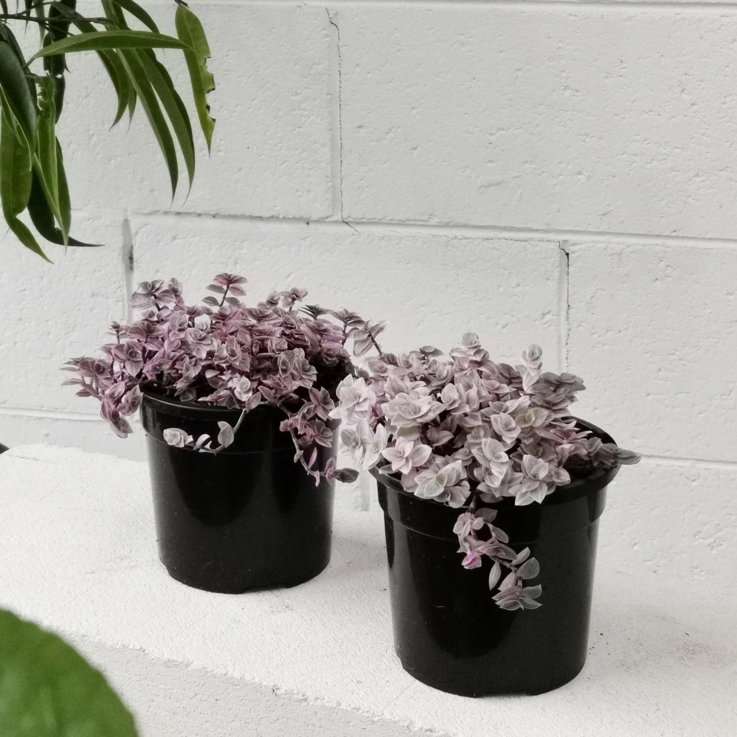 THE PLANT SOCIETY Pink Panther (Callisia Repens) Easy Care Plants 5 THE PLANT SOCIETY Pink Panther (Callisia Repens) Easy Care Plants