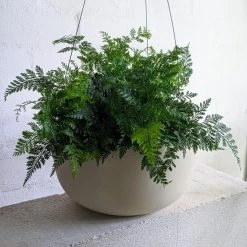 THE PLANT SOCIETY Rabbit's Foot Fern (Davallia Fejeensis) Medium Care Plants