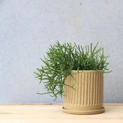 THE PLANT SOCIETY Wheat Fluted Planter By Arcadia Scott